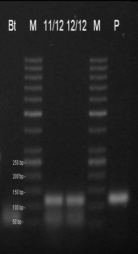 Určení kvality vyizolované DNA Obr 1. Určení kvality vyizolované DNA pozitivních kontrol CRM 11/2012 (11/12) a CRM 12/2012 (12/12), K kontrola izolace, M hmotnostní standard.