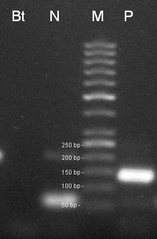 Obr 11. Stanovení transgenu Rf3 řepky 130bp, Bt beztemplátová kontrola, N negativní kontrola CRM 2/2009 (negativní kukuřice), M - marker 50 bp, P pozitivní kontrola CRM 13/2012.