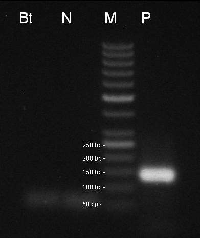 Obr 21. Stanovení transgenu MS8xRf3 řepky 130, 139bp, Bt beztemplátová kontrola, N negativní kontrola CRM 2/2009 (negativní kukuřice), M - marker 50 bp, P pozitivní kontrola CRM 13/2012.