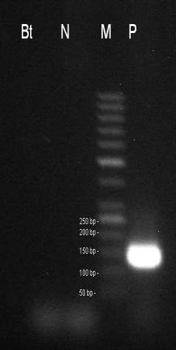 Obr 23. Stanovení transgenu MS8xRf3 řepky130, 139bp, Bt beztemplátová kontrola, N negativní kontrola CRM 2/2011 (negativní brambory), M - marker 50 bp, P pozitivní kontrola CRM 13/2012.