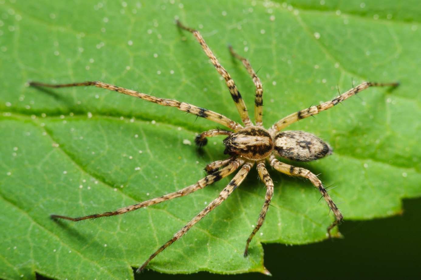 ..13 Aktualizace rolí v České arachnologické společnosti...13 Konference...14 Česká bibliografie...17 Britská bibliografie...19 Inventarizace 2014.