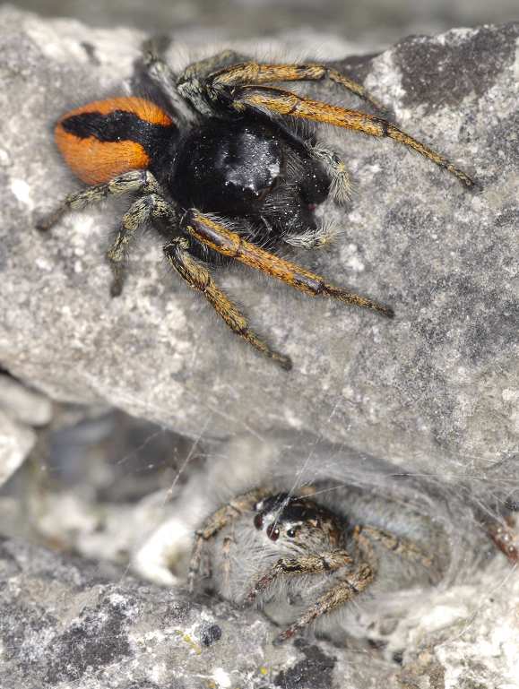 Jak je to s původem křižáka Argiope bruennichi v Česku?