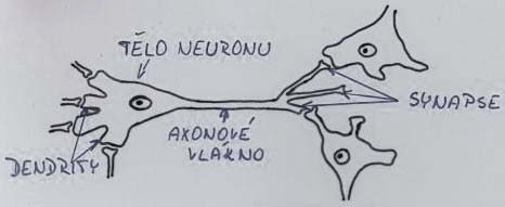 Základní biologické poznatky (1) Model neuronu ~ základní výpočetní jednotka složitějšího celku neuronové sítě