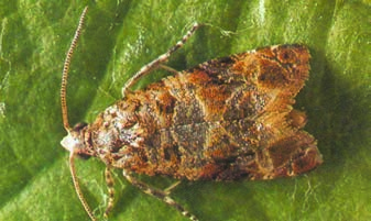 Feromóny k priamej ochrane viniča pred obaľovačmi Chráni vinice pred obaľovačmi a toxickými insekticídmi Isonet L plus - proti obaľovačovi mramorovanému (172 mg feromónu /ks) a obaľovačovi