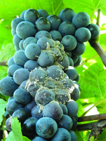 Múčnatka Cocana (draselné kokosové mydlo) Pôsobenie: Omývanie povrchu hrozna a celých rastlín od mycélií múčnatky a plesni sivej (botrytídy).