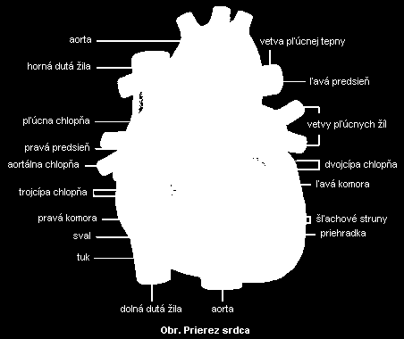 Krvný obeh Krvný obeh rozdeľujeme na: malý (pľúcny) krvný obeh Pľúcny krvný obeh začína v PK, odkiaľ sa krv pri systole vypudí pľúcnicovým kmeňom do pľúcnych tepien a nimi do pľúc, kde sa okysličí.