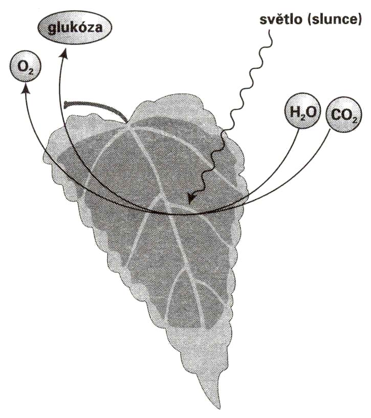 4. FOTOSYNTÉZA A DÝCHÁNÍ: ZÁKLADNÍ PROCESY PŘEMĚNY LÁTEK A ENERGIE V ROSTLINÁCH Souhrn Fotosyntéza probíhá v zelených částech rostlin v organelách, které se nazývají chloroplasty.