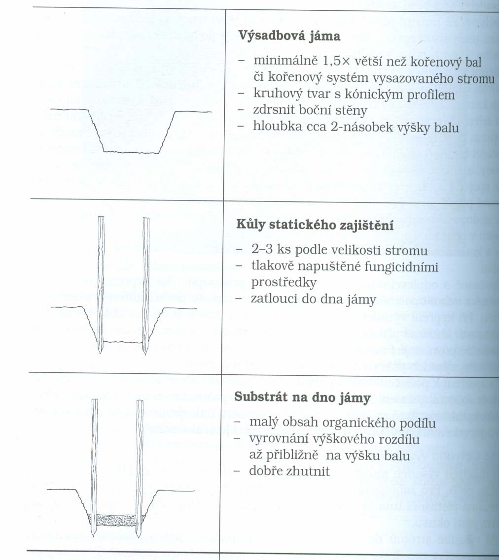 středně okolo báze kmene a kořenového krčku by neměla být vůbec mulčována. Pod vrstvou mulče u kořenového krčku by byla udržována vlhkost a mohlo by docházet ke vzniku hnilob a rozvoj hub.