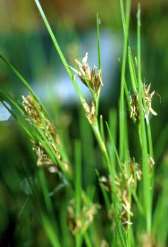 R2.4 Zrašelinělé půdy s hrotnosemenkou bílou (Rhynchospora alba) Bylinné patro Carex demissa ostřice skloněná C. echinata ostřice ježatá C. nigra ostřice obecná C.