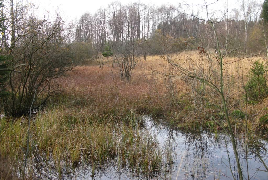 Jiřín, U Šeredů Prameniště v louce na okraji nivy (49 25'43.631"N, 15 26'59.671"E) a řada pramenišť asi 100 m dolů po toku pod lesem, zarůstající smrky.