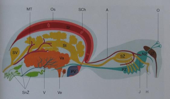 10.2 Anatomická příloha Obr.