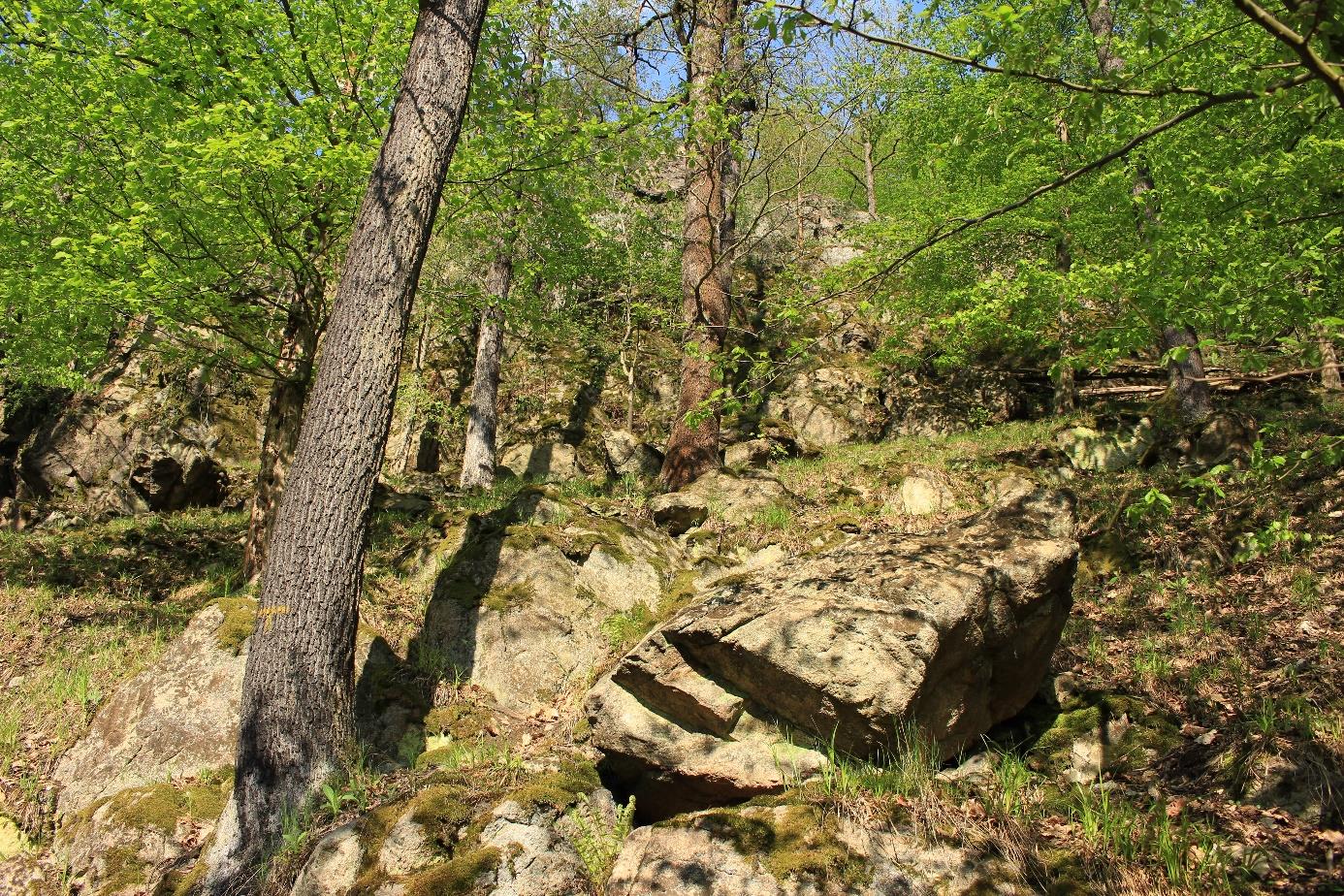 Obrázek 5 Suťové lesy (foto M. Chytrý).