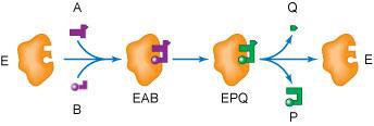 Základní modely dvousubstrátových reakcí a) Model ping-pingový - první substrát A reaguje s enzymem E tak, že vznikne modifikovaná forma enzymu E* a oddělí se první produkt reakce P; Následně E*