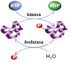 Regulace enzymové aktivity Významným způsobem, jak ovlivňovat vnitřní procesy, je regulace aktivity jednotlivých enzymů.