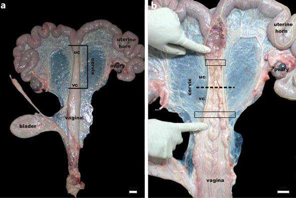 Obrázek 2: Anatomie děložního krčku u prasnice děložní (UC) a vaginální (VC) oblast děložního krčku (RODRIGUEZ et al.