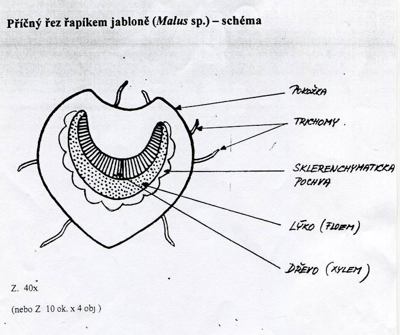 1. Kreslíme tužkou (nejlépe měkčí č.2), popisujeme propiskou (perem). 2. Objekty zakreslujeme dostatečně velké (např.: buňka cca 8 cm v průměru). 3. Kreslíme jednou čarou. 4.