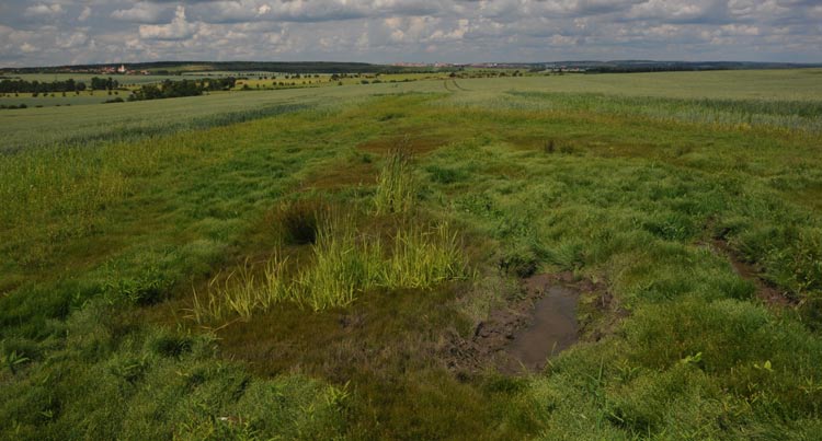 Obr. 68. Polní mokřady v okolí Konic, Havraníků a Šatova se ve vlhkých letech prozradí tmavě zelenými skvrnami ve svazích (léto 2011). Fig. 68. Field wetlands near Konice, Havraníky and Šatov are visible in wet years as dark green spots on the slopes (summer 2011).