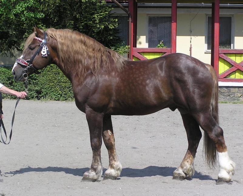 Obrázek 8 Českomoravský belgický kůň (Anon.