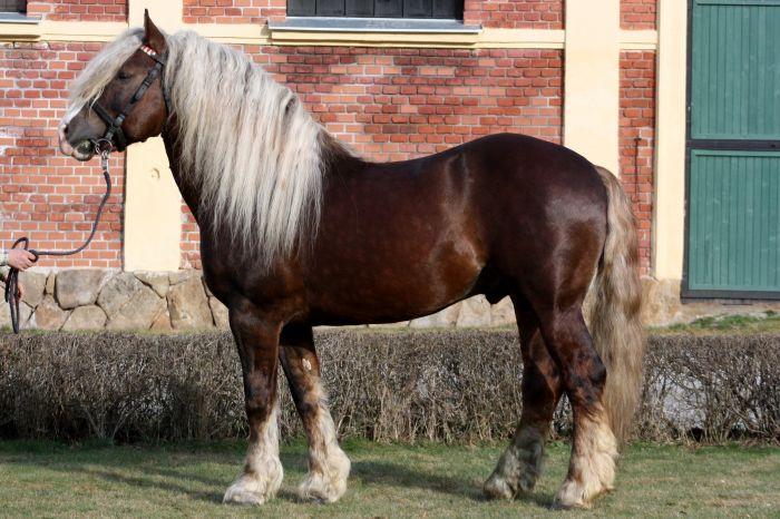 Obrázek 9 Norický kůň, (Equichannel, 2016) 3) Slezský norik Historie a původ Jak již název plemene napovídá, má tento kůň společné předky s norickým koněm.