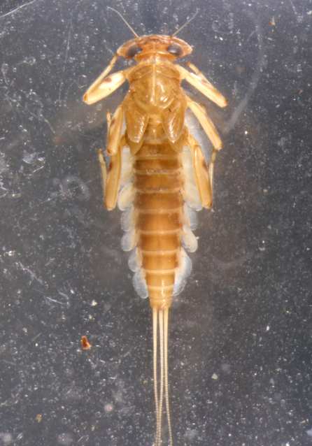 Ephemeroptera - jepice (3 štěty, žábra podél zadečku, často lupenitá) Baetidae Heptageniidae Caenidae Baetis rhodani - do 1cm rybičkovitá Leptophlebiidae Rhitrogena - do 1,5cm trach.