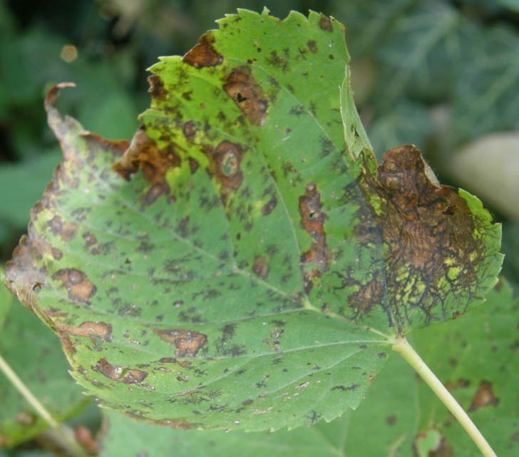 Cercospora skvrničnatka C. beticola na listech cukrovky C. apii na listech celeru C.