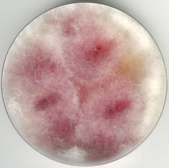Fusarium avenaceum, OA, 7 dní Fusarium avenaceum, OA, 14