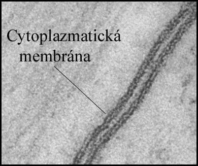 Buněčná membrána (plazmalema)