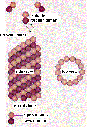 Mikrotubulus podélně a příčně mikrotubulus se