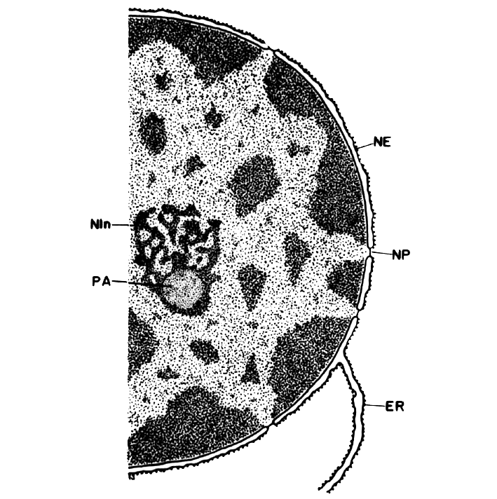 Jádro a jadérko euchromatin zevní membrána jaderného obalu nukleolonema jadérka