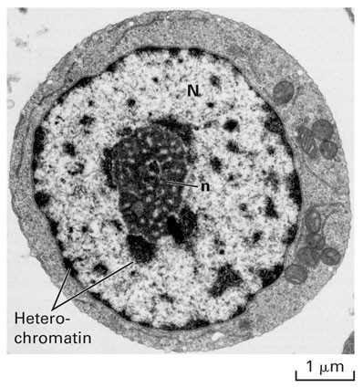 Heterochromatin: 1.