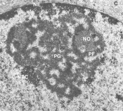 Struktura fibrilární centra (DNA) pars fibrosa (RNA) pars granulosa (RNA)