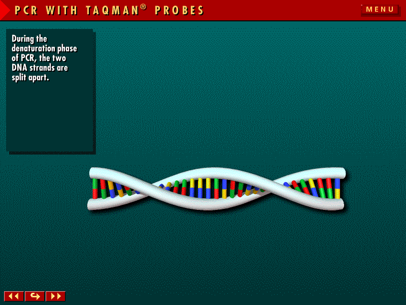 Taq Man real-time PCR Specifické primery Taq Man sonda = specifický