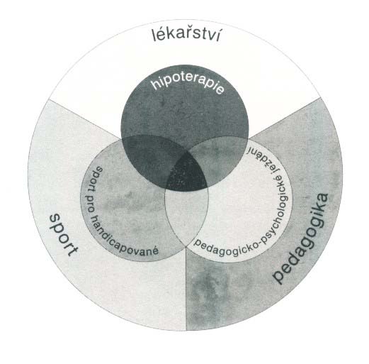 Obrázek 1. Dělení hiporehabilitace (Klüver in Kulichová, 1995) 2.1. Hipoterapie Hipoterapie vychází z řeckého překladu (hippos kůň), terapien (lékařské ošetření nemoci) prostřednictvím koně.