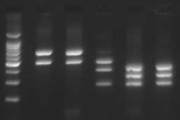 Obr 2: RFLP analýza R16F2/R2 PCR produktu RsaI rozlišuje ESFY -- AP a PD -- AY SfeI rozlišuje AP a AY -- PD a ESFY 100 bp AP PD ESFY AY-B AY-C ladder 500 Rsa I 500 AP PD ESFY AY-B AY-C Sfe I AP