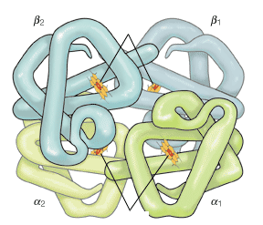 Struktura hemoglobinu Hem je struktura, jejímž základem je cyklický tetrapyrrol konjugovaný systém čtyř pyrrolových kruhů vzájemně propojených methinovými můstky CH=.