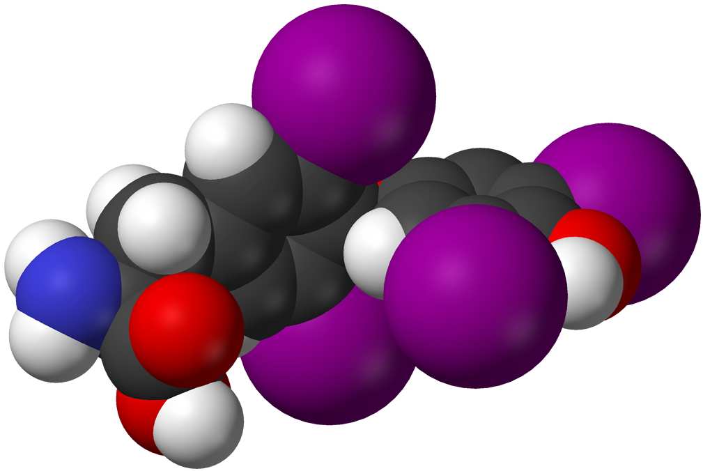 Hormony štítné žlázy I O I O HO I OH HO I OH I O NH 2 O NH 2 I I THYROXIN ( T4 ) TRIJODTHYRONIN ( T3 ) Zvyšují metabolický obrat, stimulují energetický metabolismus, zvyšují počet receptorů pro