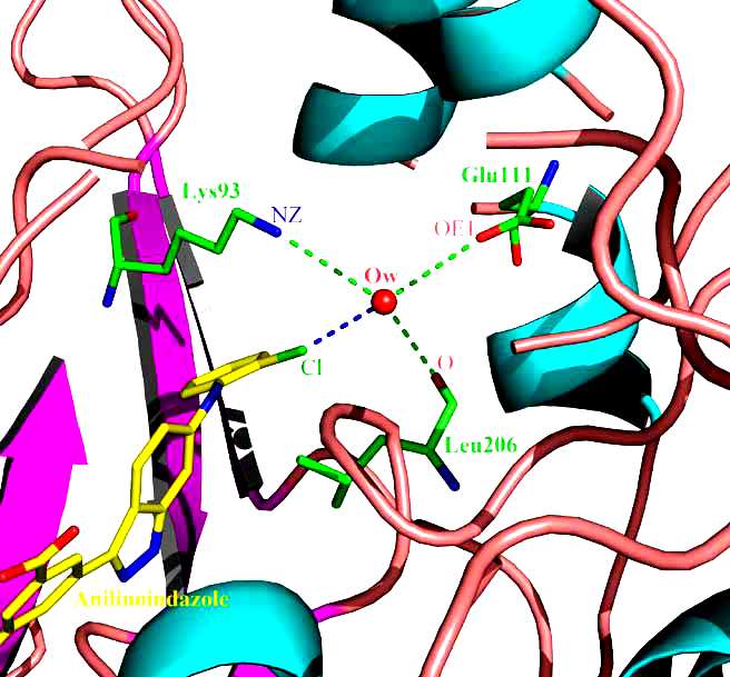 Halogen-water-hydrogen bridge (XWH bridge) Halogen-water-hydrogen bridges in biomolecules. J. Struct. Biol., 2010, 169, 172-182.