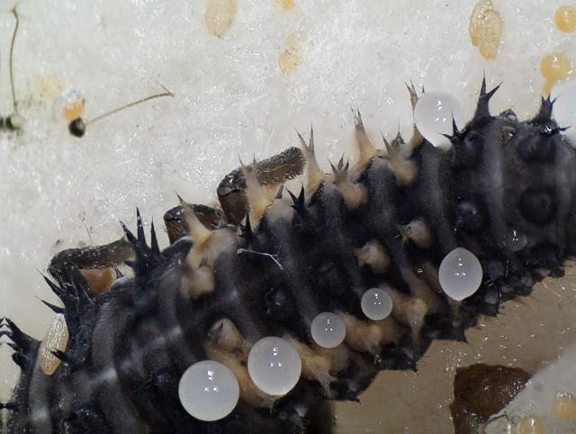 Obrázek 14: Larva slunéčka východního (Harmonia axyridis) s kapkami obranné tekutiny prýštícími z otvorů v intersegmentální membráně na zadečku. 1.5 Obrana Slunéčka se brání proti predátorům chemicky, jednak jedovatým, na ochutnání hořkým alkaloidem, jednak páchnoucím metoxypyrazínem.