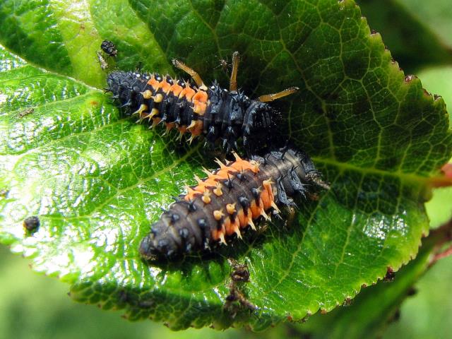 slunéčka čtyřtečného (Harmonia quadripunctata), které se slunéčkem východním sdílí tříhroté výběžky na kukelní svlečce. Slunéčko čtyřtečné má kuklu světle šedou, s mnoha drobnými černými skvrnami.