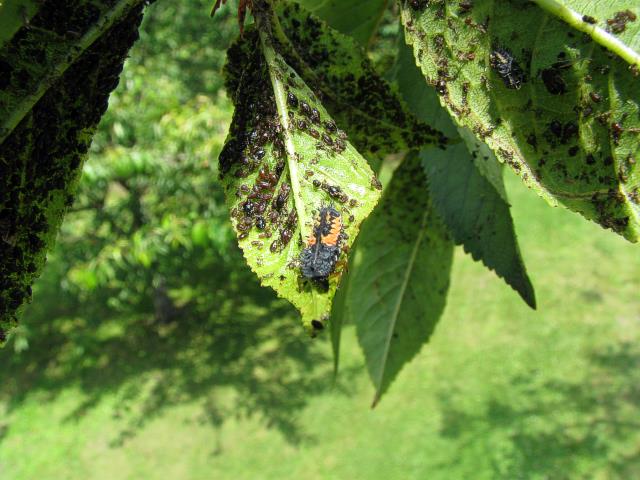 Obrázek 20: Larva slunéčka východního žeroucí mšice třešňové na rubu listu. Velmi brzo byla slunéčka východní nacházena v hrušňových sadech, kde likviduje meru hrušňovou (Cacopsylla pyri).