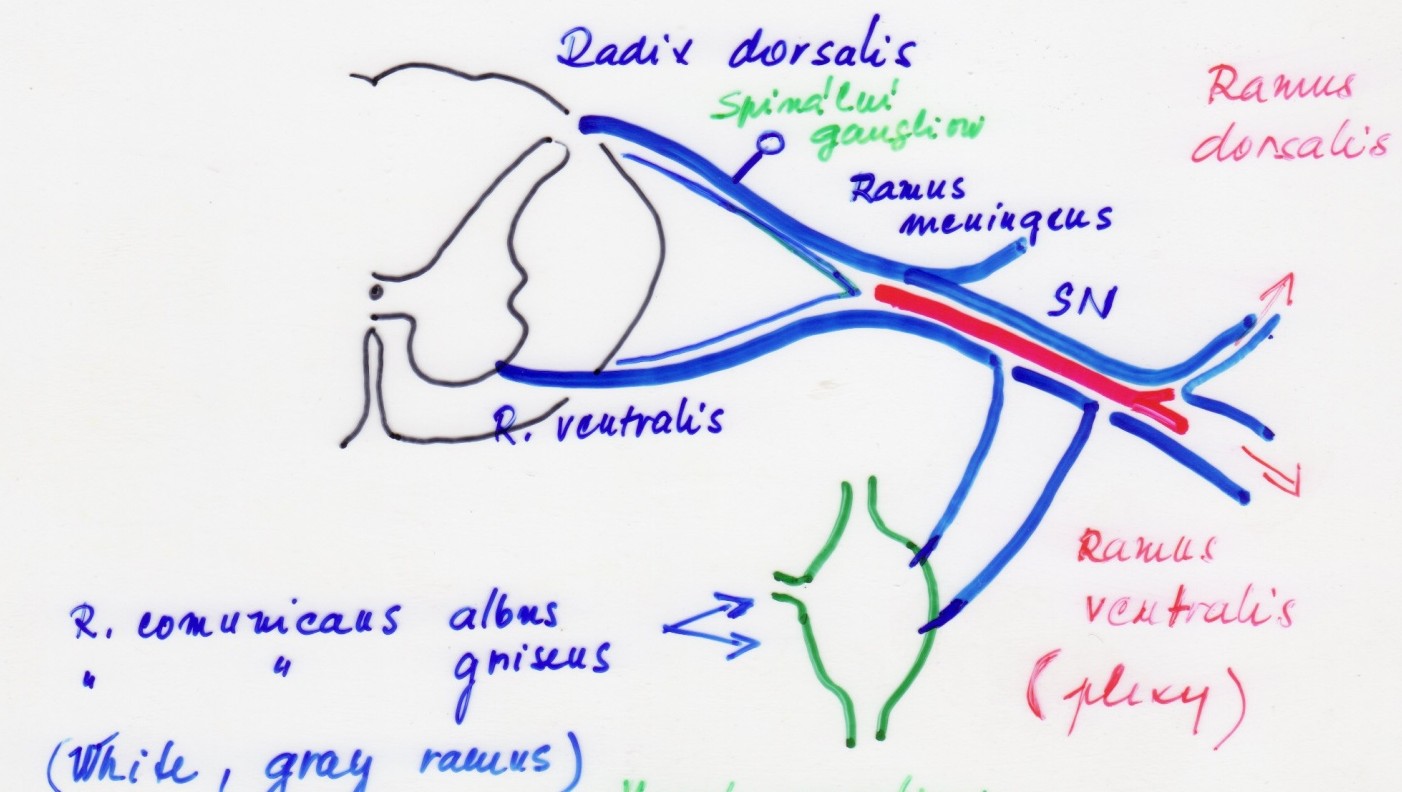 NERVUS SPINALIS vznik a stavba (schéma): radix dorsalis (+ spinální ganglion) - senzitivní radix ventralis motorický nervus spinalis smíšený, krátký kmen ramus meningeus pro