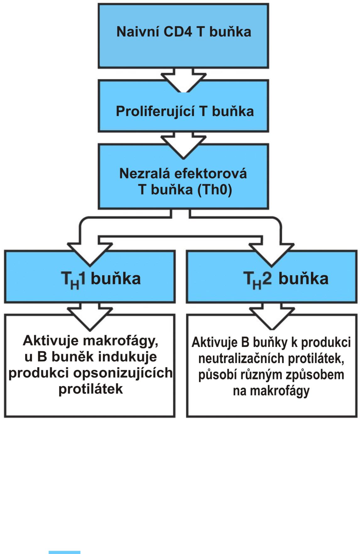 Diferenciace CD4 T buněk do Th1 nebo Th2
