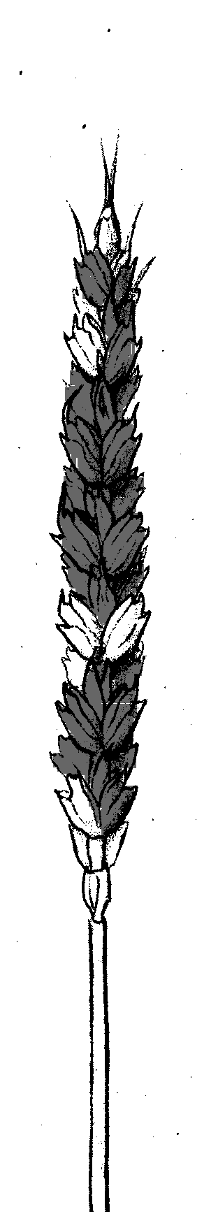 1 3 5 7 9 Pozn.: Tmavě jsou vyznačeny klásky napadené patogenem (dark parts are attached by fusarium) B11 Prašná sněť pšeničná (Ustilago tritici) Choroba se vyskytuje zejména ve vlhčích oblastech.