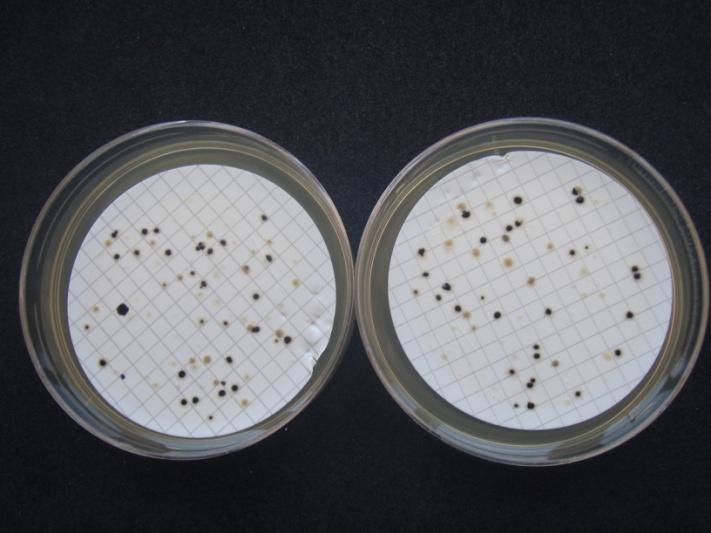Clostridium perfringens ISO 14189: 2013 Jakost vod. Stanovení Clostridium perfringens.