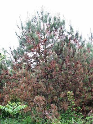 Dothistroma septosporum příznaky na Pinus nigra - jehlice odumírají