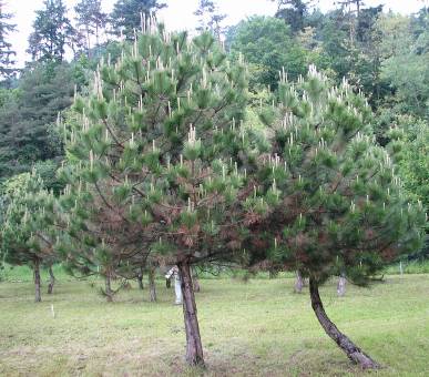 Hostitelské spektrum v ČR : Dothistroma septosporum Pinus nigra, P. mugo, P. rotundata, P. ponderosa, P.