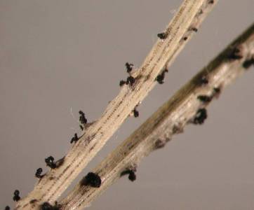 Sphaeropsis sapinea plodničky - pyknidy černé, kuželovitý tvar, vel.
