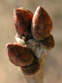 10. Ochrana pupenů pupeny chráněny obalnými šupinami (tegmenta)různého typu: Aesculus hippocastanum chráněny pryskyřicí, přeměněné listy Salix cinerea jeden podpůrný