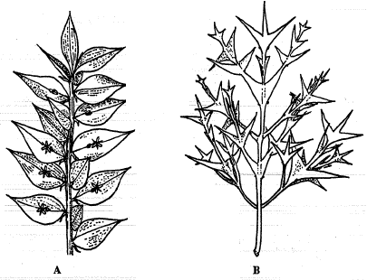 Kladodia (podobají se stonkům) Colletia sp. Úponky (cirrhus) přeměna hl.