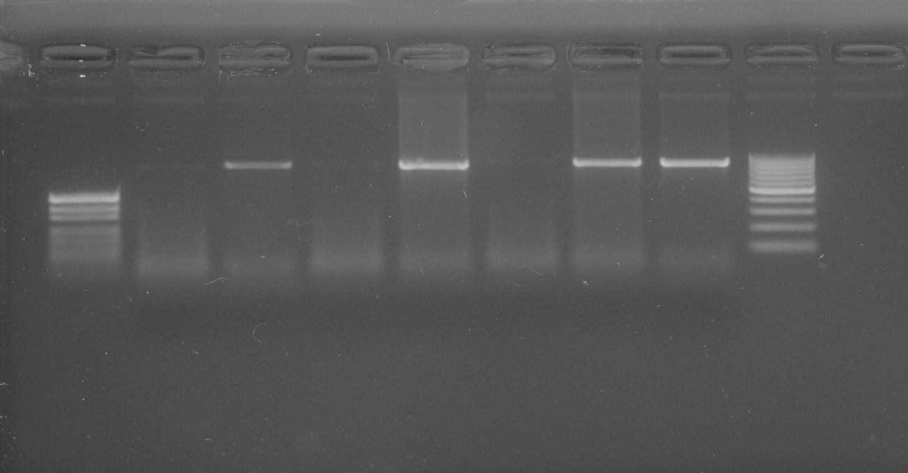 vysoké. Zajímavým zjištěním bylo, že po další půlroční izolaci a extrakci DNA z chitosanu uloženého v termostatu bylo množství DNA nižší než při izolaci a extrakci po dvoutýdenních intervalech.